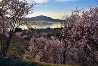 Abbas Atmaca 2 _  BADEM CICEKLI 
