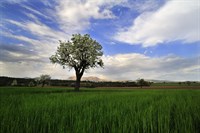 Murat Atabay _1_bahar